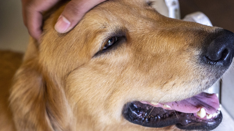 Close up of happy golden retriever at vet