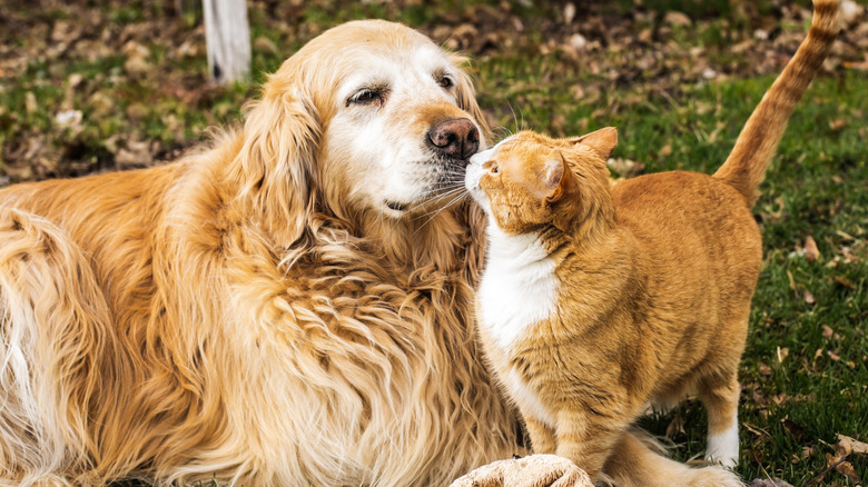 A senior golden retriever touching noses with a cat