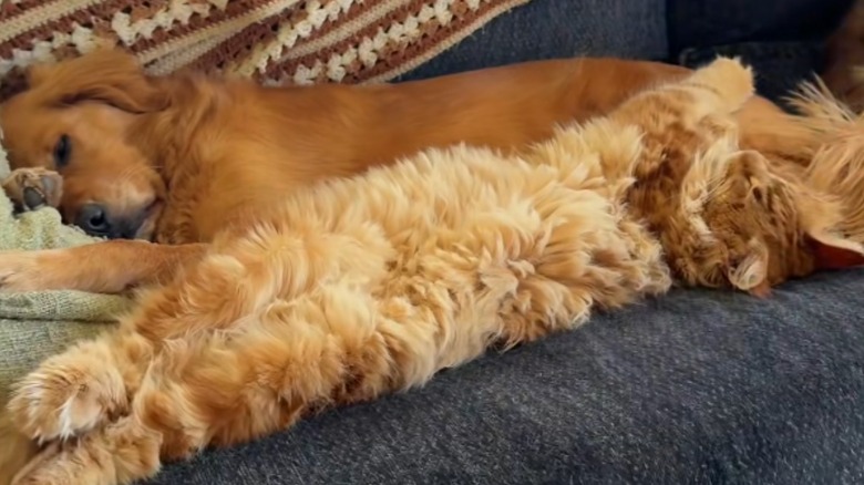 Huge ginger cat contentedly cuddling with golden retriever
