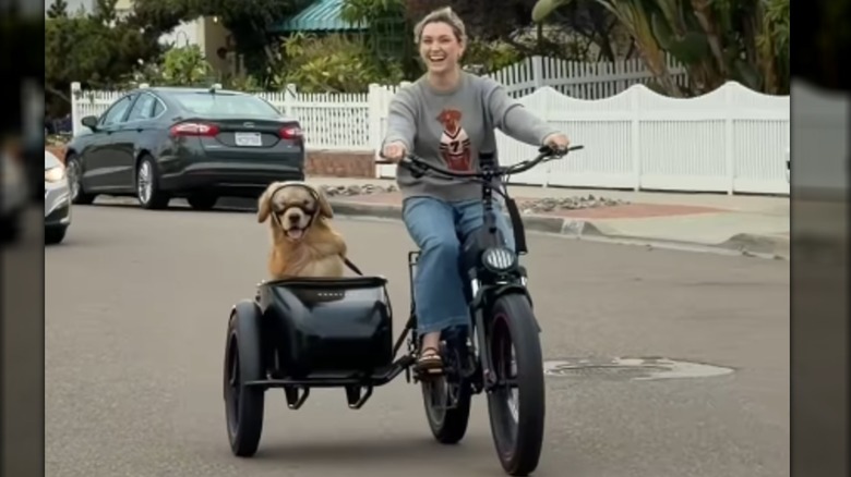 Golden retriever riding in an electric sidecar bike