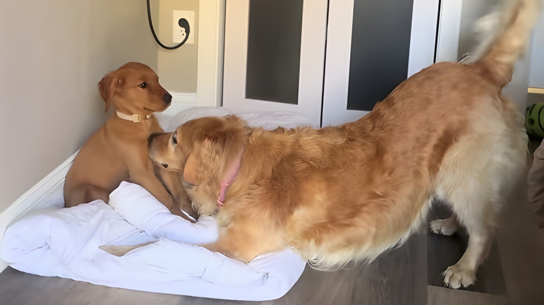 Golden Retriever Tries To Play With New Puppy But She Isn't Having Any Of It
