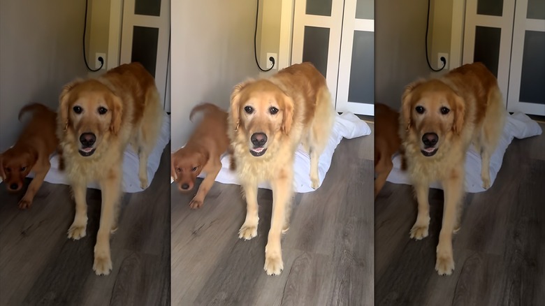 Golden retriever puppy runs past a big golden retriever