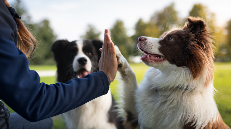 A woman high-fiving a dog in the park while another dog watches.