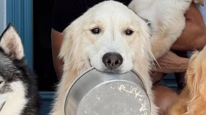 Bauer the golden retriever posing for a photo