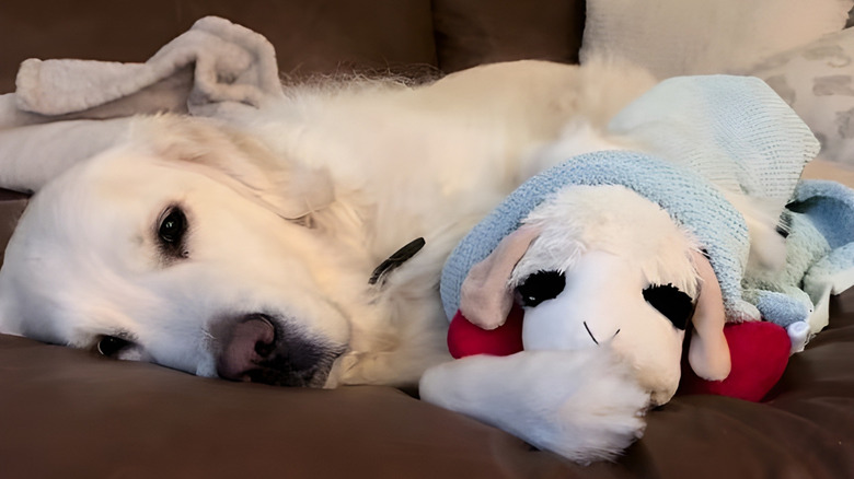 Golden retriever cuddling with his stuffed lamb