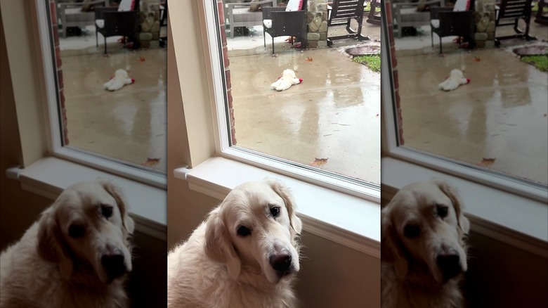 Golden retriever looking mournfully at the camera while his stuffed lamb lies outside in the rain