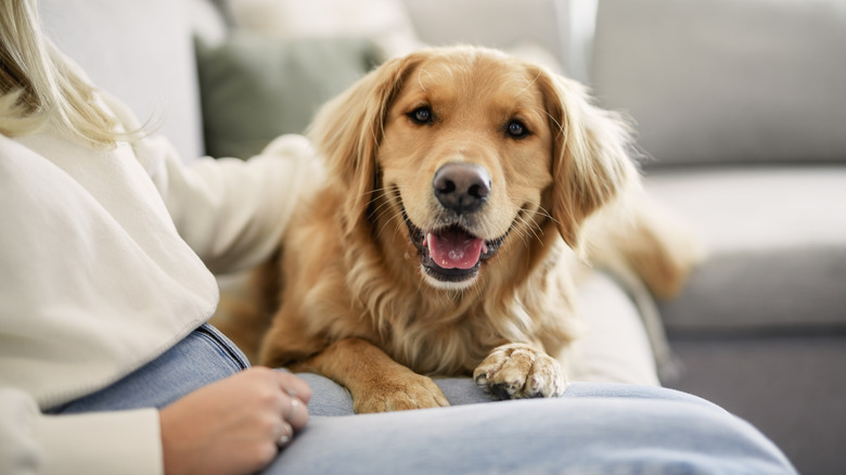 A happy dog sits on a woman's lap.