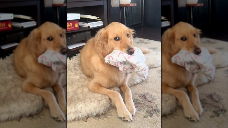 Golden retriever holding a baby blanket in his mouth