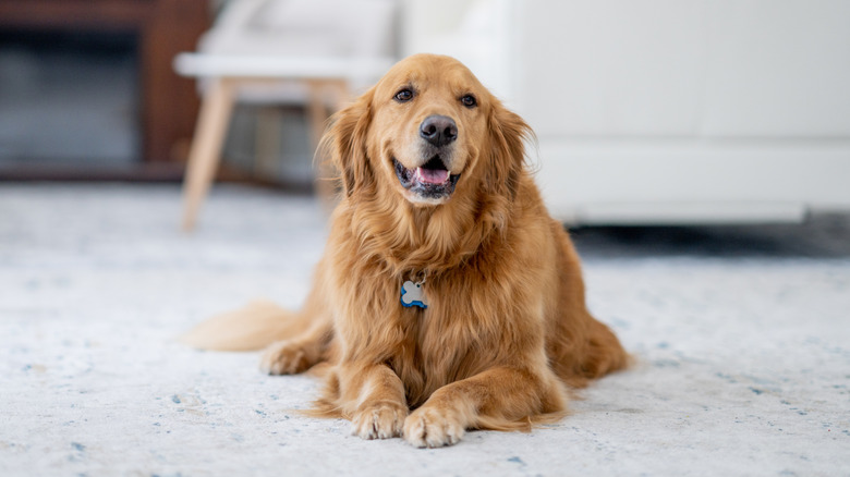 Happy-looking golden retriever