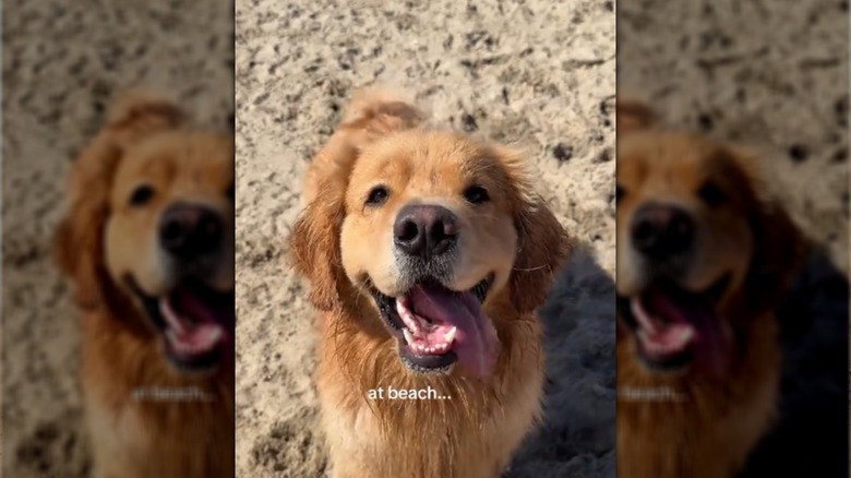 Zebby the golden retriever at the beach