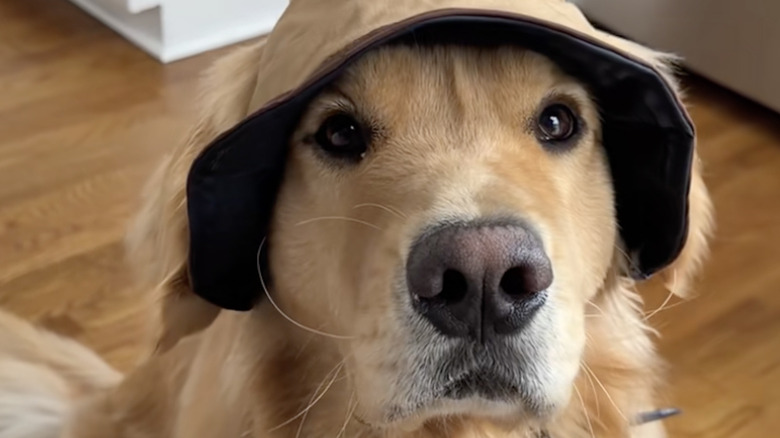 Zebby the golden retriever from TikTok loves going to the beach.