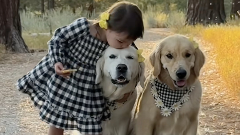 Two golden retrievers go on walks with toddler sister on TikTok.