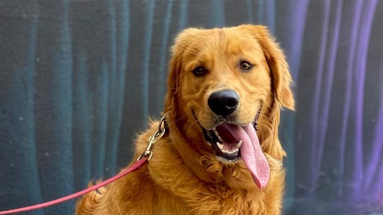 Happy-looking golden retriever with his tongue hanging out