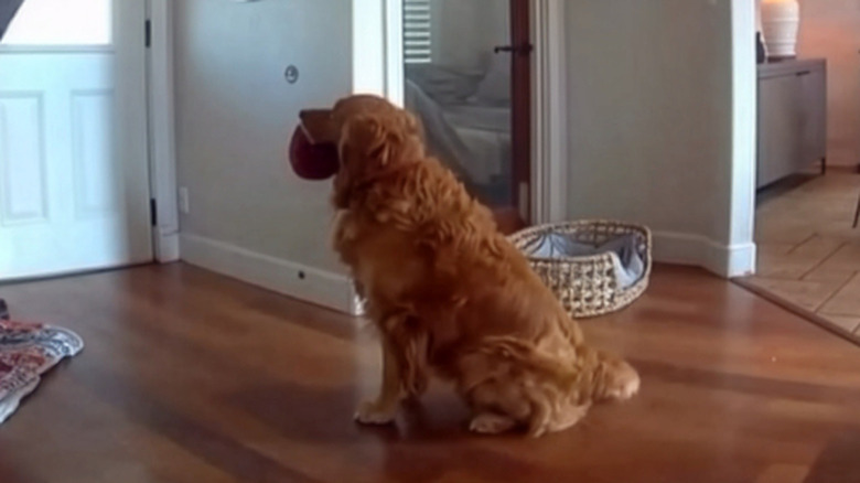Golden retriever trying to offer a toy to an intruder, who is peering out the front door