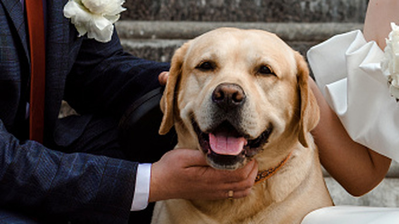 A Labrador retriever in between a couple getting married.