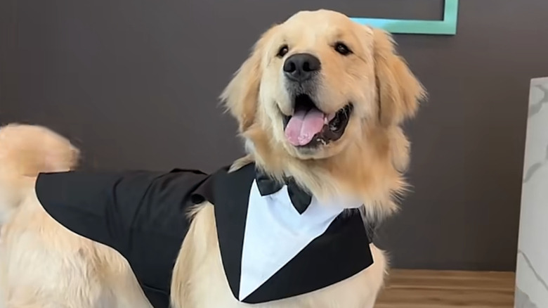 Brew the golden retriever got dolled up for a wedding on TikTok.