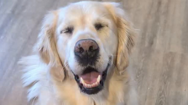 Lucie the dog that woos instead of howls on Instagram showing off a smile.