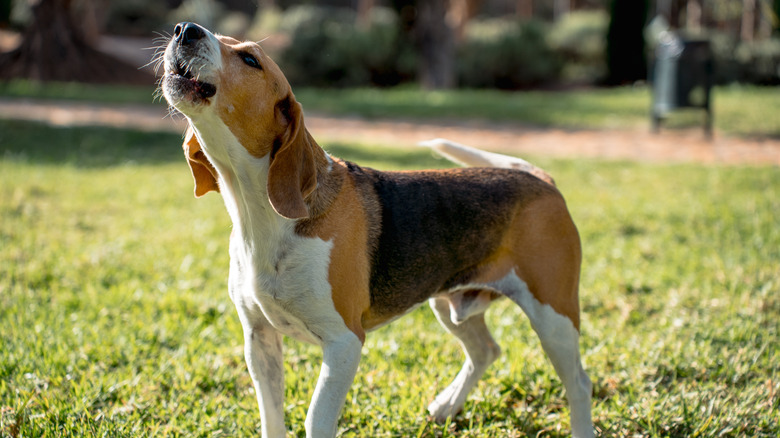A dog howling in a park.