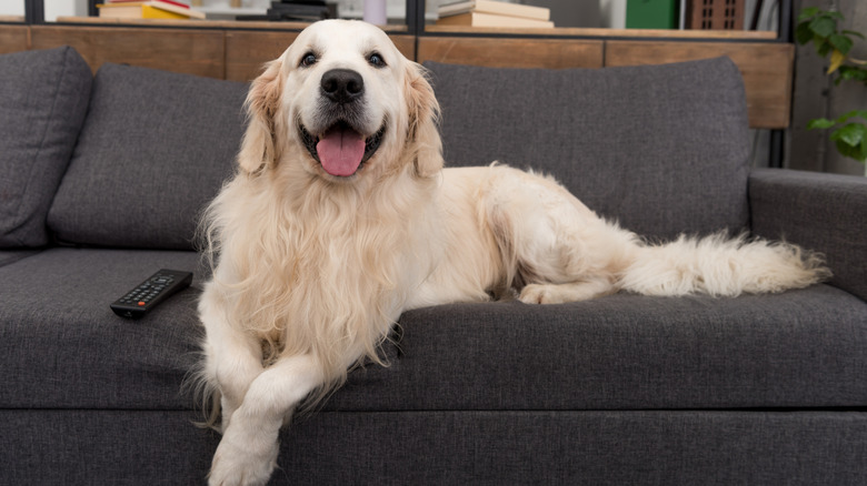 Golden retriever lying on a gray couch.
