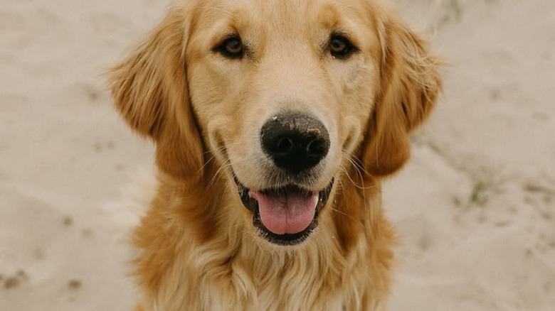 Banks sitting on sand with a canine smile