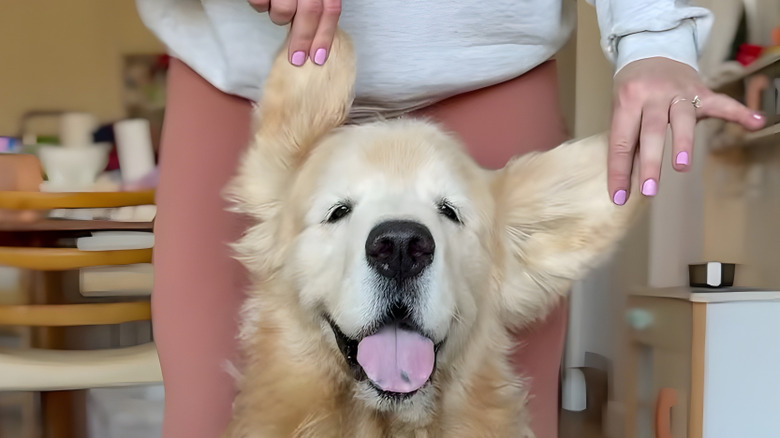 Happy-looking golden retriever with his ears being held up