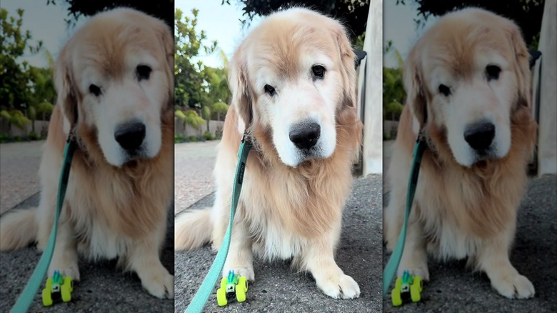 Golden retriever looking sad