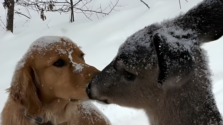 Golden retriever and deer touching noses in the snow