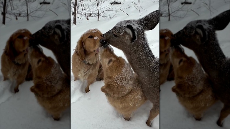 Two golden retrievers and deer touching noses in the snow