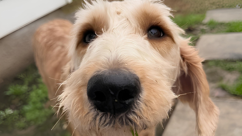 Close-up of goldendoodle's face