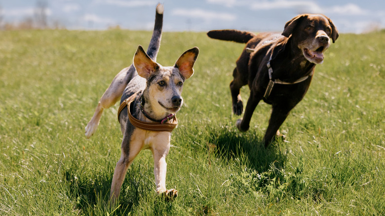 Two dogs running in a field.