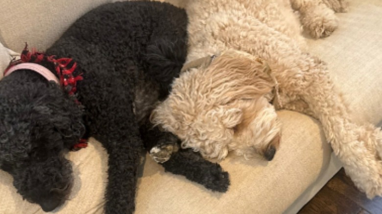 A black doodle and a goldendoodle lying next to each other.