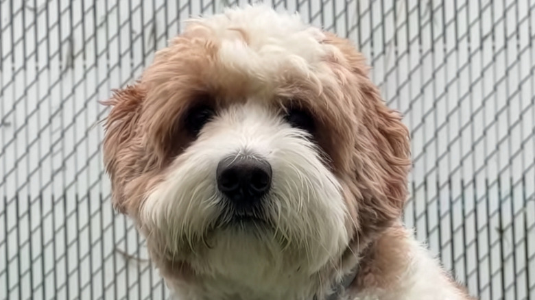 Close-up of goldendoodle