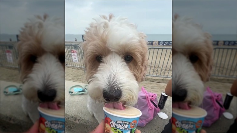 Goldendoodle eagerly eating a frozen treat