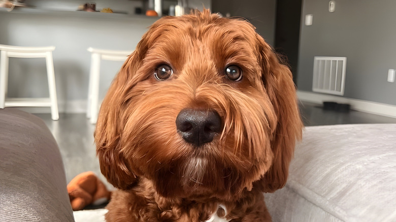 Close-up of goldendoodle staring at the camera