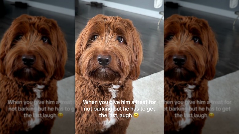 Goldendoodle staring up at owner