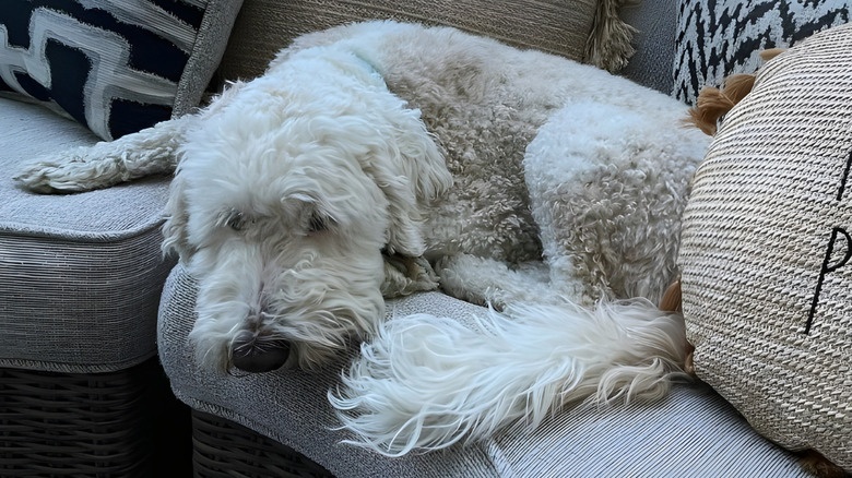Goldendoodle lying on a couch