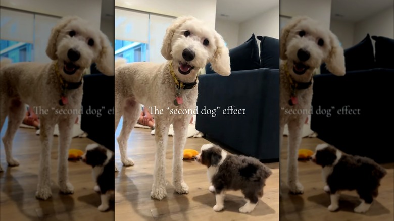 Happy goldendoodle with new little puppy