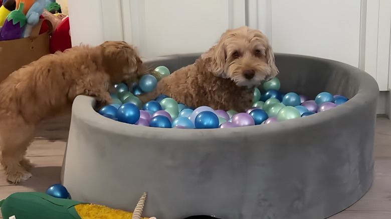 One goldendoodle in a ball pit and another goldendoodle leaning on the edge of the ball pit