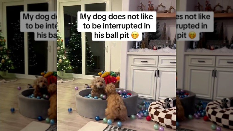 One goldendoodle in a ball pit and another goldendoodle leaning on the edge of the ball pit