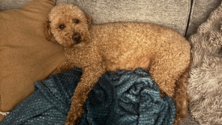 Goldendoodle lying on blankets on sofa