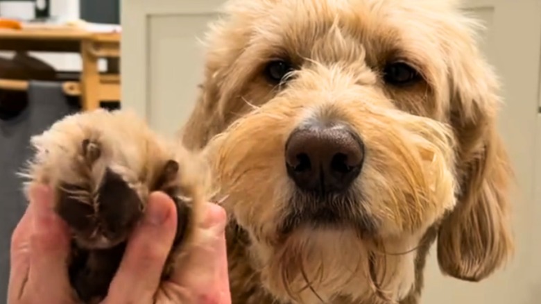 Goldendoodle stares ahead as a hand holds up its paw.