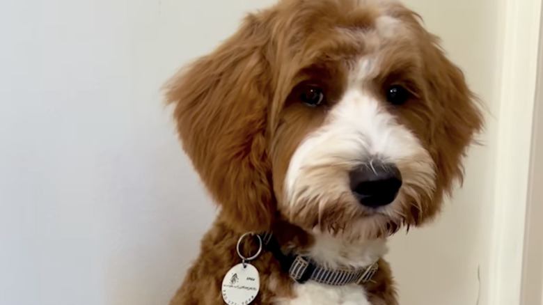 Goldendoodle named Knox looks at the camera before dramatic reveal on Instagram.