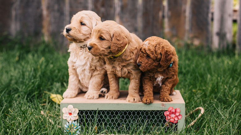 Three goldendoodle puppies standing together on flower box.