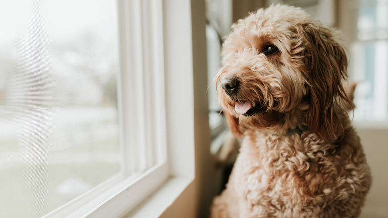 A doodle dog standing by a window.