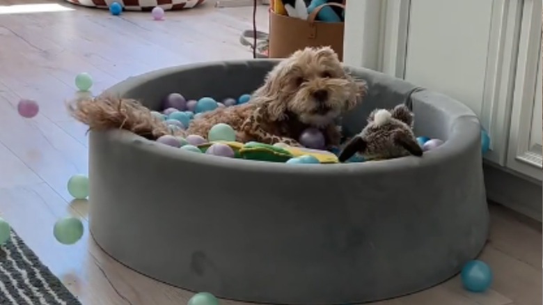 Goldendoodle enjoying a ball pit