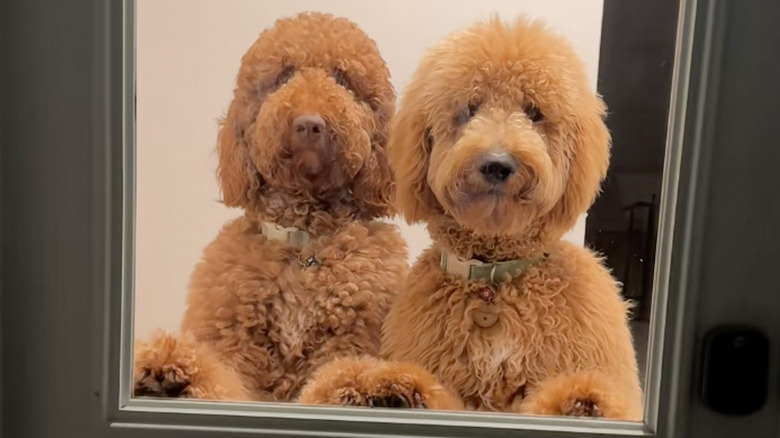 Two goldendoodles standing in the window of a door