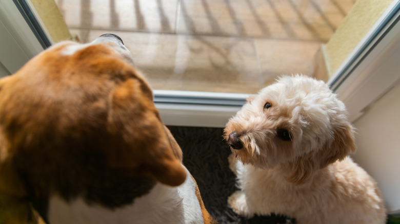 Two dogs waiting by a door