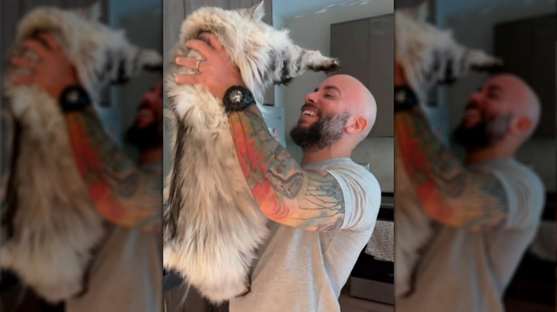 Siberian cat stretching toward a man, asking to be picked up