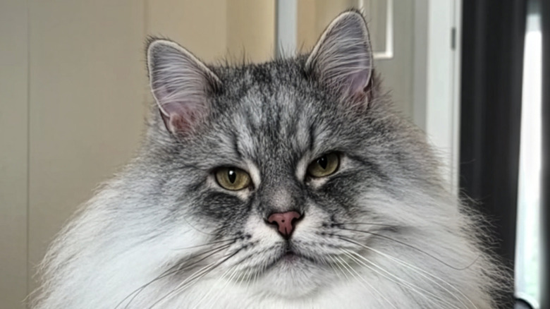 Close-up of a Siberian cat