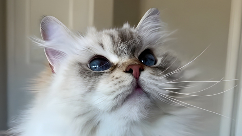 Close-up of fluffy ragdoll cat